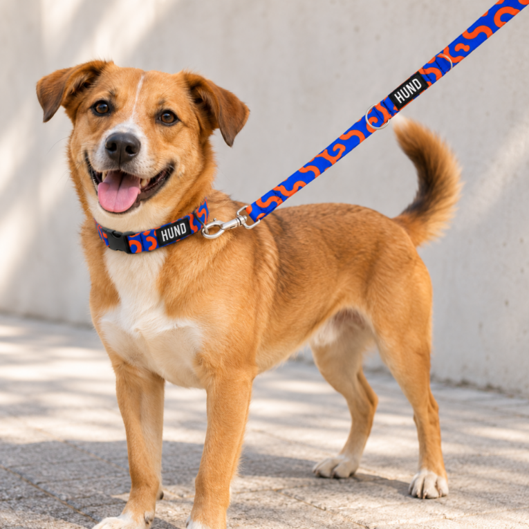 CORREA HUND WAIKIKI1