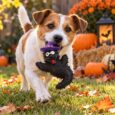 JUGUETE HALLOWEEN BLACK WIZARD M-PETS