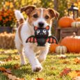 JUGUETE HALLOWEEN MURCIELAGO M-PETS